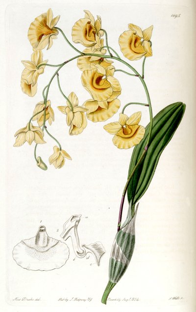 Dendrobium lindleyi by Miss Drake